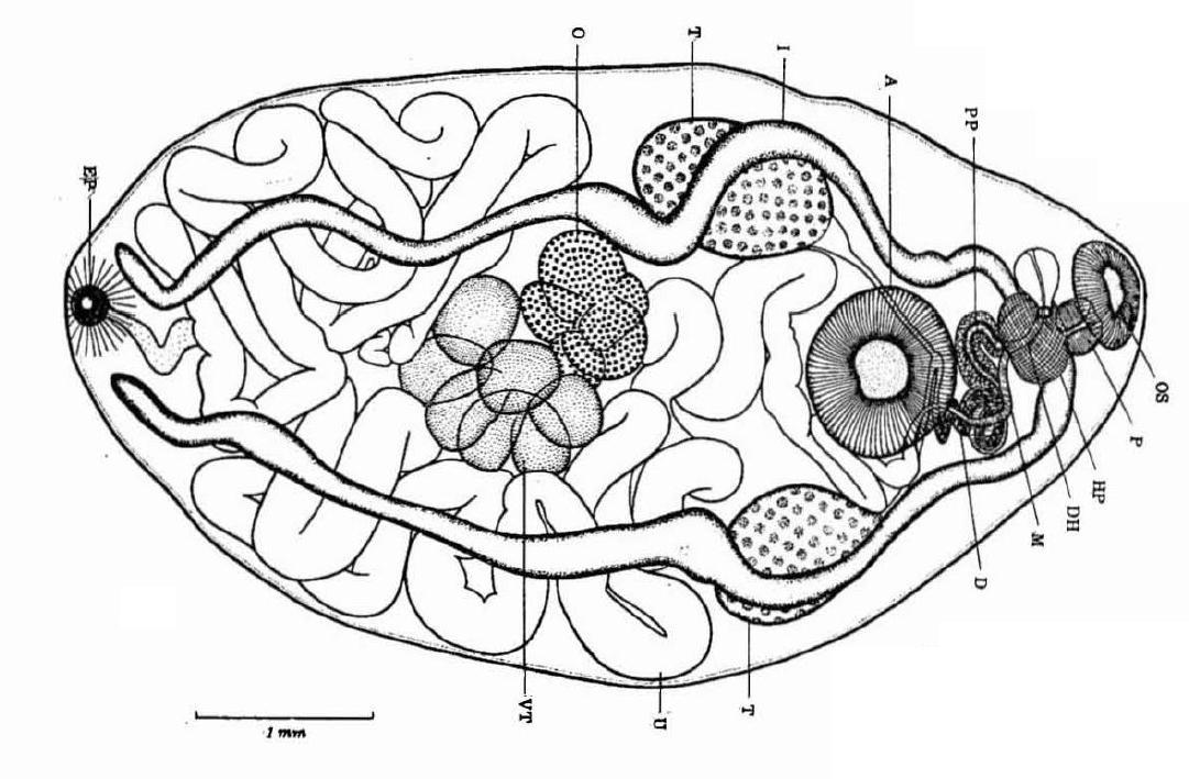 Представитель Семейства Albulatrematidae